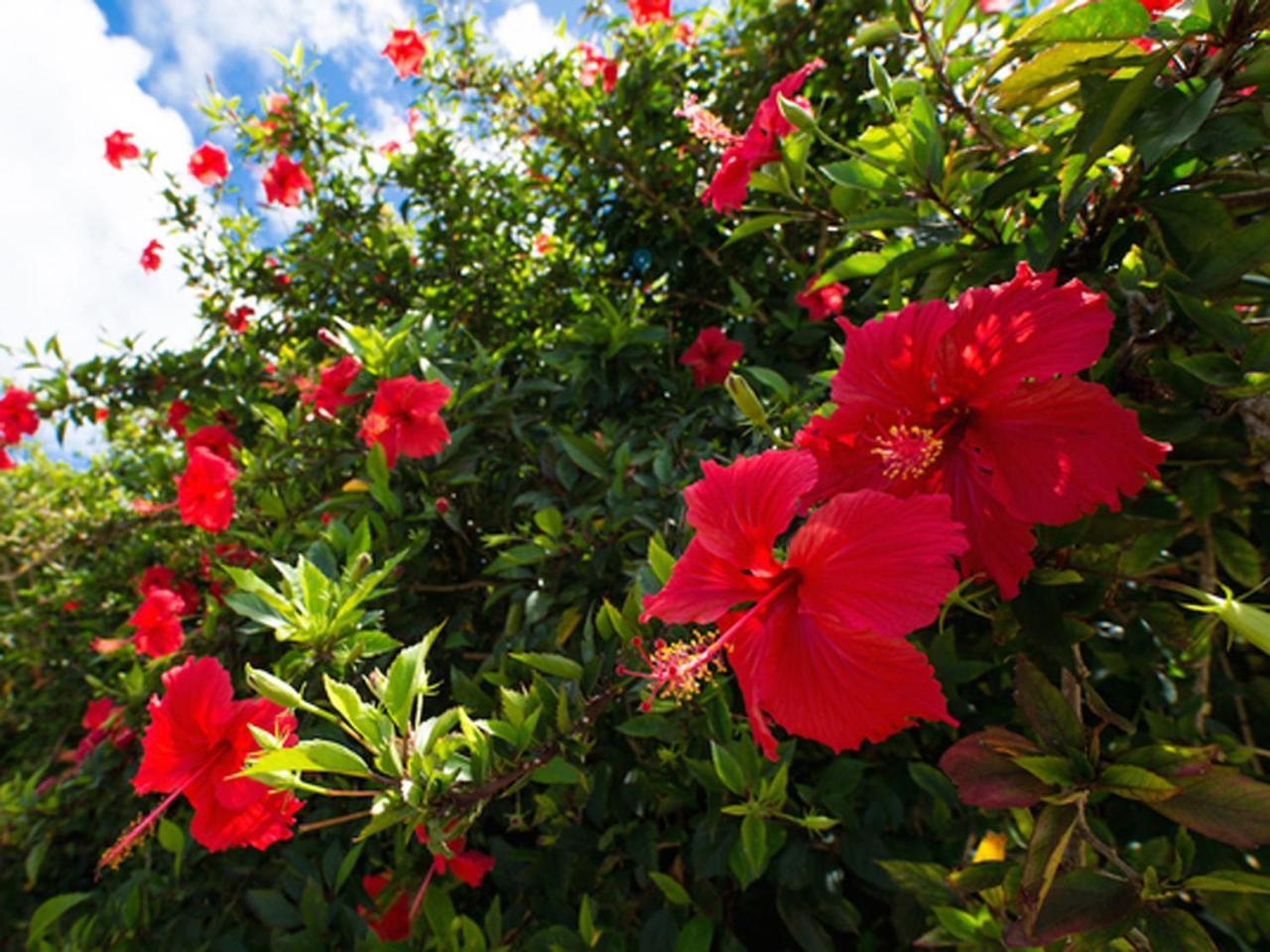 Sun Green Resort Hotel Ishigaki Ishigaki (Okinawa) Exterior foto